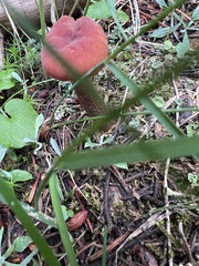 Laccaria amethysteo-occidentalis