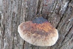 Hexagonia vesparia