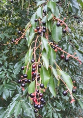 Prunus serotina
