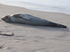 Hydrurga leptonyx