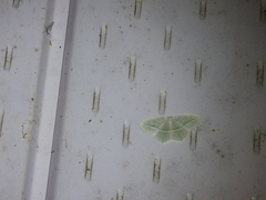 Campaea perlata