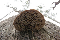 Hexagonia vesparia