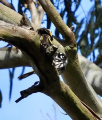 Phylidonyris novaehollandiae