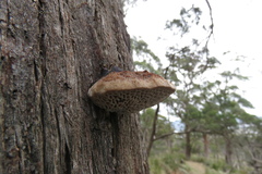 Hexagonia vesparia