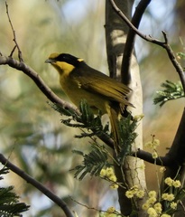 Lichenostomus melanops