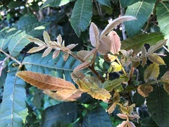 Alectryon tomentosus