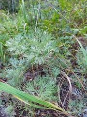 Artemisia sericea