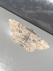 Peribatodes rhomboidaria