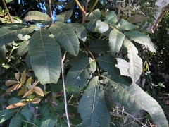 Alectryon tomentosus