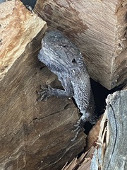 Pogona barbata