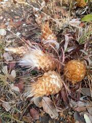 Leuzea conifera