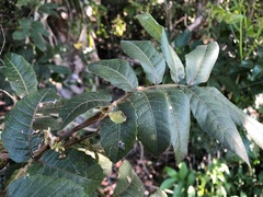 Alectryon tomentosus