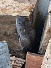 Pogona barbata