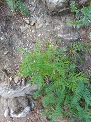 Artemisia gmelinii