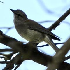 Colluricincla harmonica