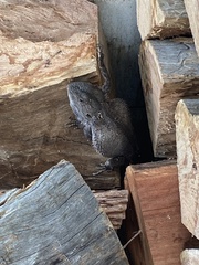 Pogona barbata