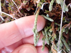 Kelleria dieffenbachii