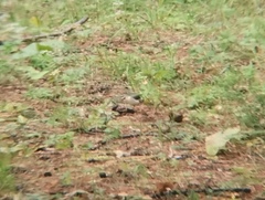 Motacilla cinerea
