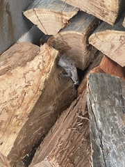 Pogona barbata