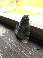 Catocala fraxini
