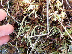 Kelleria dieffenbachii