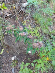Trifolium lupinaster