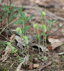 Pterostylis nana