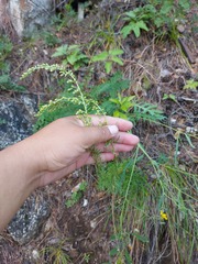 Artemisia commutata