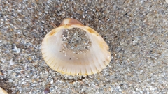 Cerastoderma edule