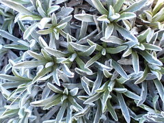 Celmisia angustifolia