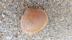 Cerastoderma edule