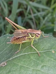 Roeseliana roeselii