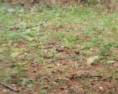 Motacilla cinerea