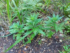 Artemisia integrifolia