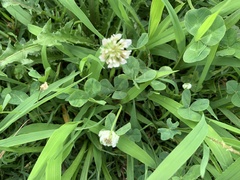 Trifolium repens