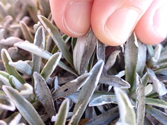 Celmisia angustifolia