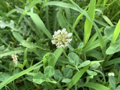 Trifolium repens