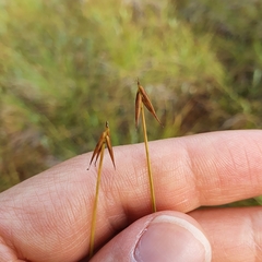Carex pauciflora