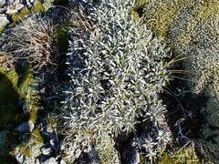 Celmisia angustifolia