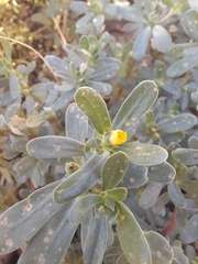 Portulaca oleracea