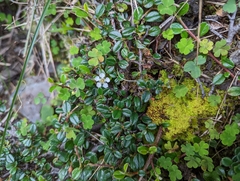Cotoneaster morrisonensis