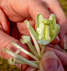 Calotropis gigantea