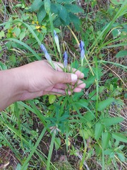Gentianopsis barbata