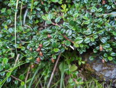 Cotoneaster morrisonensis