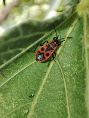 Pyrrhocoris apterus