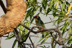 Psilopogon haemacephalus