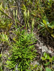 Lycopodium yueshanense