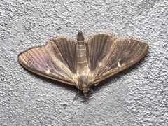 Cydalima perspectalis