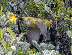 Chlorodrepanis virens