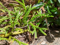 Lycopodium yueshanense